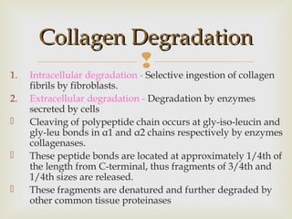 1. Intracellular degradation - Selective ingestion of collagen
fibrils by fibroblasts.
2. Extracellular degradation - Degradation by enzymes
secreted by cells
 Cleaving of polypeptide chain occurs at gly-iso-leucin and
gly-leu bonds in α1 and α2 chains respectively by enzymes
collagenases.
 These peptide bonds are located at approximately 1/4th of
the length from C-terminal, thus fragments of 3/4th and
1/4th sizes are released.
 These fragments are denatured and further degraded by
other common tissue proteinases
Collagen DegradationCollagen Degradation
 
