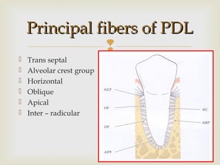 
Principal fibers of PDLPrincipal fibers of PDL
 Trans septal
 Alveolar crest group
 Horizontal
 Oblique
 Apical
 Inter – radicular
 