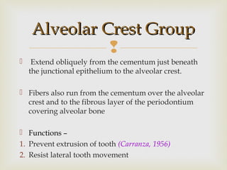 
 Extend obliquely from the cementum just beneath
the junctional epithelium to the alveolar crest.
 Fibers also run from the cementum over the alveolar
crest and to the fibrous layer of the periodontium
covering alveolar bone
 Functions –
1. Prevent extrusion of tooth (Carranza, 1956)
2. Resist lateral tooth movement
Alveolar Crest GroupAlveolar Crest Group
 