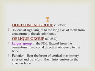 
HORIZONTAL GROUP (10-15%)
 Extend at right angles to the long axis of tooth from
cementum to the alveolar bone.
OBLIQUE GROUP (80-85%)
 Largest group in the PDL. Extend from the
cementum in a coronal directing obliquely to the
bone.
 Function - Bear the brunt of vertical masticatory
stresses and transform them into tension on the
alveolar bone.
 