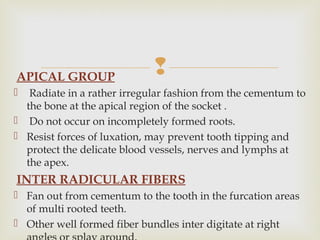 APICAL GROUP
 Radiate in a rather irregular fashion from the cementum to
the bone at the apical region of the socket .
 Do not occur on incompletely formed roots.
 Resist forces of luxation, may prevent tooth tipping and
protect the delicate blood vessels, nerves and lymphs at
the apex.
INTER RADICULAR FIBERS
 Fan out from cementum to the tooth in the furcation areas
of multi rooted teeth.
 Other well formed fiber bundles inter digitate at right
 