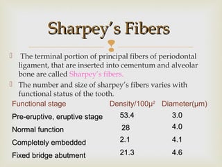  The terminal portion of principal fibers of periodontal
ligament, that are inserted into cementum and alveolar
bone are called Sharpey’s fibers.
 The number and size of sharpey’s fibers varies with
functional status of the tooth.
Sharpey’s FibersSharpey’s Fibers
Functional stage
Pre-eruptive, eruptive stagePre-eruptive, eruptive stage
Normal functionNormal function
Completely embeddedCompletely embedded
Fixed bridge abutmentFixed bridge abutment
Density/100µ2
Diameter(µm)
53.453.4 3.03.0
2828 4.04.0
2.12.1 4.14.1
21.321.3 4.64.6
 