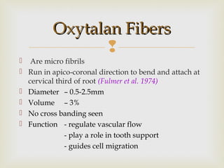 
Oxytalan FibersOxytalan Fibers
 Are micro fibrils
 Run in apico-coronal direction to bend and attach at
cervical third of root (Fulmer et al. 1974)
 Diameter – 0.5-2.5mm
 Volume – 3%
 No cross banding seen
 Function - regulate vascular flow
- play a role in tooth support
- guides cell migration
 