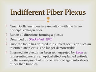 
 Small Collagen fibers in association with the larger
principal collagen fiber
 Run in all directions forming a plexus
 Described by Shackleford, 1971
 Once the tooth has erupted into clinical occlusion such an
intermediate plexus is no longer demonstrable
 Intermediate plexus has been reinterpreted by Sloan as
representing merely an optical effect explained entirely
by the arrangement of middle layer collagen into sheets
rather than bundles.
Indifferent Fiber PlexusIndifferent Fiber Plexus
 