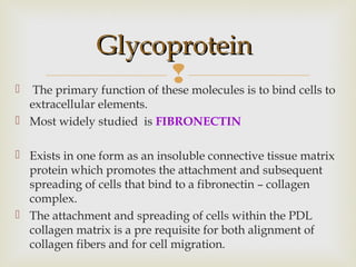  The primary function of these molecules is to bind cells to
extracellular elements.
 Most widely studied is FIBRONECTIN
 Exists in one form as an insoluble connective tissue matrix
protein which promotes the attachment and subsequent
spreading of cells that bind to a fibronectin – collagen
complex.
 The attachment and spreading of cells within the PDL
collagen matrix is a pre requisite for both alignment of
collagen fibers and for cell migration.
GlycoproteinGlycoprotein
 