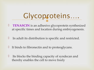 
 TENASCIN is an adhesive glycoprotein synthesized
at specific times and location during embryogenesis.
 In adult its distribution is specific and restricted.
 It binds to fibronectin and to proteoglycans.
 Its blocks the binding capacity of syndecan and
thereby enables the cell to move freely
Glycoproteins….
 