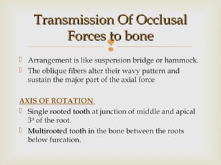 
Transmission Of OcclusalTransmission Of Occlusal
Forces to boneForces to bone
 Arrangement is like suspension bridge or hammock.
 The oblique fibers alter their wavy pattern and
sustain the major part of the axial force
AXIS OF ROTATION
 Single rooted tooth at junction of middle and apical
3rd
of the root.
 Multirooted tooth in the bone between the roots
below furcation.
 