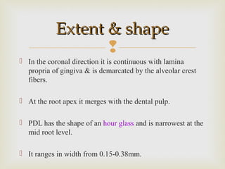 
 In the coronal direction it is continuous with lamina
propria of gingiva & is demarcated by the alveolar crest
fibers.
 At the root apex it merges with the dental pulp.
 PDL has the shape of an hour glass and is narrowest at the
mid root level.
 It ranges in width from 0.15-0.38mm.
Extent & shapeExtent & shape
 