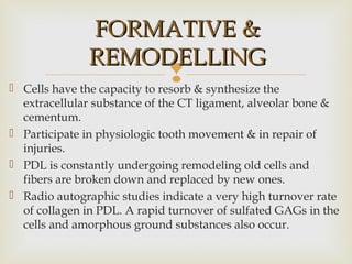 
FORMATIVE &FORMATIVE &
REMODELLINGREMODELLING
 Cells have the capacity to resorb & synthesize the
extracellular substance of the CT ligament, alveolar bone &
cementum.
 Participate in physiologic tooth movement & in repair of
injuries.
 PDL is constantly undergoing remodeling old cells and
fibers are broken down and replaced by new ones.
 Radio autographic studies indicate a very high turnover rate
of collagen in PDL. A rapid turnover of sulfated GAGs in the
cells and amorphous ground substances also occur.
 