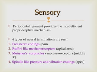 
 Periodontal ligament provides the most efficient
proprioceptive mechanism
 4 types of neural terminations are seen
1. Free nerve endings -pain
2. Ruffini like mechanoreceptors (apical area)
3. Meissner’s corpuscles - mechanoreceptors (middle
3rd
)
4. Spindle like pressure and vibration endings (apex)
SensorySensory
 