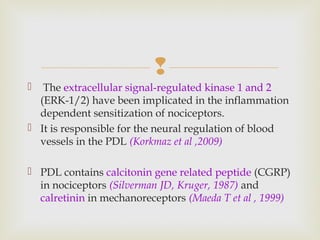 
 The extracellular signal-regulated kinase 1 and 2
(ERK-1/2) have been implicated in the inflammation
dependent sensitization of nociceptors.
 It is responsible for the neural regulation of blood
vessels in the PDL (Korkmaz et al ,2009)
 PDL contains calcitonin gene related peptide (CGRP)
in nociceptors (Silverman JD, Kruger, 1987) and
calretinin in mechanoreceptors (Maeda T et al , 1999)
 