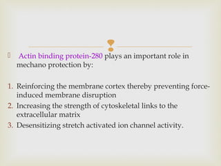  Actin binding protein-280 plays an important role in
mechano protection by:
1. Reinforcing the membrane cortex thereby preventing force-
induced membrane disruption
2. Increasing the strength of cytoskeletal links to the
extracellular matrix
3. Desensitizing stretch activated ion channel activity.
 