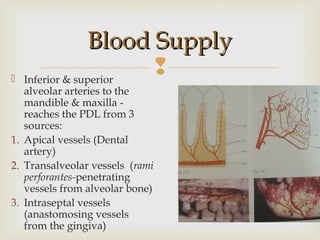 
Blood SupplyBlood Supply
 Inferior & superior
alveolar arteries to the
mandible & maxilla -
reaches the PDL from 3
sources:
1. Apical vessels (Dental
artery)
2. Transalveolar vessels (rami
perforantes-penetrating
vessels from alveolar bone)
3. Intraseptal vessels
(anastomosing vessels
from the gingiva)
 