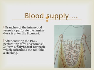 Blood supply….
 Branches of the intraseptal
vessels – perforate the lamina
dura & enter the ligament.
After entering the PDL,
perforating rami anastomose
& form a polyhedral network
which surrounds the root like
a stocking.
 