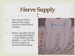 
Nerve SupplyNerve Supply
 The nerve follow
almost the same
course as the blood
vessels.
 Nerve bundle divide
→ myelinated fibers
→ lose their myelin
sheath → end in one
of the 4 types of
neural termination
 