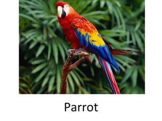 Parrot
 