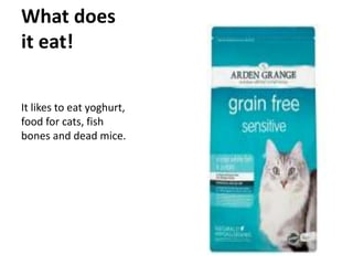 What does
it eat!
It likes to eat yoghurt,
food for cats, fish
bones and dead mice.
 