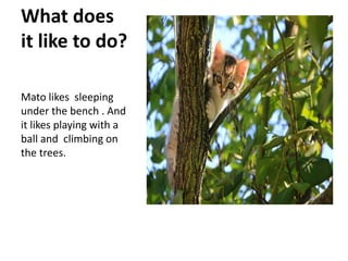 What does
it like to do?
Mato likes sleeping
under the bench . And
it likes playing with a
ball and climbing on
the trees.
 