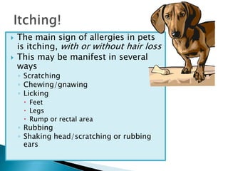    The main sign of allergies in pets
    is itching, with or without hair loss
   This may be manifest in several
    ways
    ◦ Scratching
    ◦ Chewing/gnawing
    ◦ Licking
      Feet
      Legs
      Rump or rectal area
    ◦ Rubbing
    ◦ Shaking head/scratching or rubbing
      ears
 