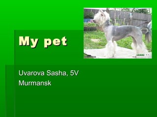 My pet

Uvarova Sasha, 5V
Murmansk
 