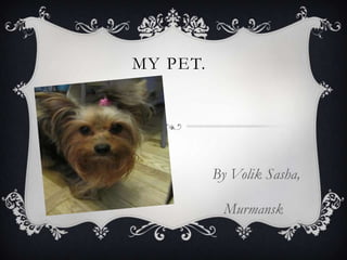 MY PET.




          By Volik Sasha,

           Murmansk
 