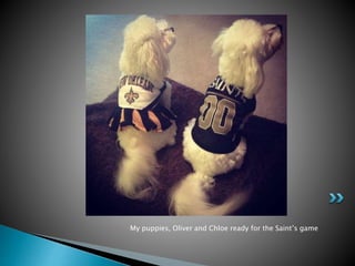 My puppies, Oliver and Chloe ready for the Saint’s game 
 