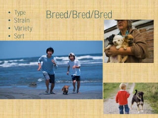 •   Type
•   Strain
              Breed/Bred/Bred
•   Variety
•   Sort
 