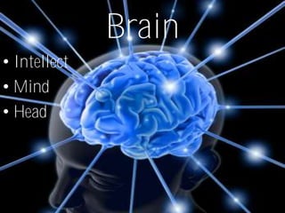 Brain
• Intellect
• Mind
• Head
 