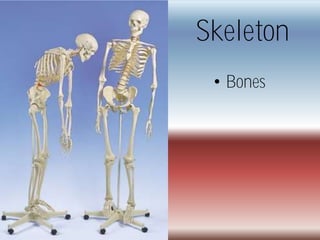 Skeleton
 • Bones
 