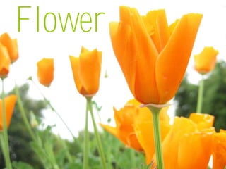 Flower
 