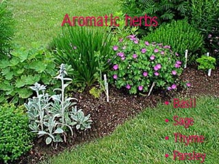 Aromatic herbs



                 •   Basil
                 •   Sage
                 •   Thyme
                 •   Parsley
 