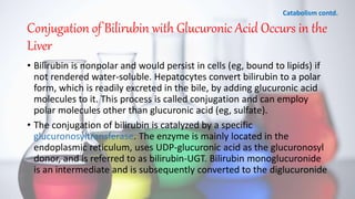 Conjugation of Bilirubin with Glucuronic Acid Occurs in the
Liver
• Bilirubin is nonpolar and would persist in cells (eg, bound to lipids) if
not rendered water-soluble. Hepatocytes convert bilirubin to a polar
form, which is readily excreted in the bile, by adding glucuronic acid
molecules to it. This process is called conjugation and can employ
polar molecules other than glucuronic acid (eg, sulfate).
• The conjugation of bilirubin is catalyzed by a specific
glucuronosyltransferase. The enzyme is mainly located in the
endoplasmic reticulum, uses UDP-glucuronic acid as the glucuronosyl
donor, and is referred to as bilirubin-UGT. Bilirubin monoglucuronide
is an intermediate and is subsequently converted to the diglucuronide
Catabolism contd.
 