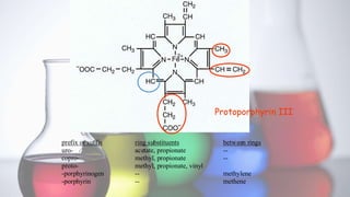 Protoporphyrin III
prefix or suffix ring substituents between rings
uro- acetate, propionate --
copro- methyl, propionate --
proto- methyl, propionate, vinyl
-porphyrinogen -- methylene
-porphyrin -- methene
 