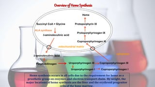 Uroporphyrinogen I Coproporphyrinogen I
Overviewof Heme Synthesis
Heme synthesis occurs in all cells due to the requirement for heme as a
prosthetic group on enzymes and electron transport chain. By weight, the
major locations of heme synthesis are the liver and the erythroid progenitor
cells of the bone marrow.
Succinyl CoA + Glycine
-aminolevulinic acid
-aminolevulinic acid
Porphobilinogen Uroporphyrinogen III Coproporphyrinogen III
Coproporphyrinogen III
Protoporphyrinogen IX
Protoporphyrin IX
Heme
ALA synthase
cytoplasm
mitochondrial matrix
 