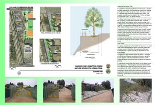 California Sycamore Tree
The California Sycamore (Platanus Rasemosa) is the tree
that was selected for the Willowbrook community walking
path adjacent to the rip-rap bio-swale. This tree is native
to California and grows along streams and rivers. This
majestic tree will reach a height of 40 - 75 feet in height
and a spread of 40’ - 70’ at full maturity.
The Sycamore’s large branches reach out and up toward
the sun giving it a beautiful sculptural form. Its large,
deeply lobed, hand shaped, green leaves change color
during the fall turning from green to gold and by winter will
drop off. The handsome exfoliating bark on the trunk peels
off to reveal mottled colors of white, tan, and brown.
Thoughout history Sycamores have been greatly valued
for their wood for making everything from musical instru-
ments to cutting boards, the tree also provides nesting
sites for birds and food for the larva of the Western Tiger
Swallowtail Butterfly.
Besides providing shade, within their life time these trees
will remove nearly half of their weight in carbon dioxide
(CO2)
Deer Grass
The grass planted below the California Sycamore is called
Deer Grass (Muhlenbergia rigens) a riparian grass also
native to much of California. It is perfect for Compton
Creek because it grows naturally on the banks of sea-
sonal creeks.
The leaves on this beautiful grass will reach 3’ in height
with 2’ plumes (flowers) rising above the plant, while its
leaves range in color from light silver-green to purple.
California natives commonly used this grass for weaving
baskets.
In naturalized areas Mule Deer graze on this grass during
fawning season. The deergrass seed provides food for
many different bird species and during the winter it hosts
many species of moths, butterflies and ladybugs.
Deergrass’s dense stands and extensive roots also act
as a biofilter effective for the removal and breakdown of
herbicides, pesticides and particulates found in stormwa-
ter run-off.
 