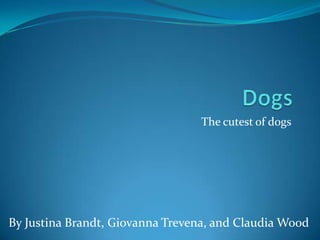 The cutest of dogs




By Justina Brandt, Giovanna Trevena, and Claudia Wood
 