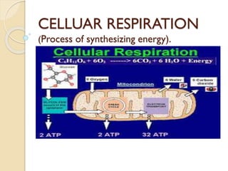 CELLUAR RESPIRATION
(Process of synthesizing energy).

 