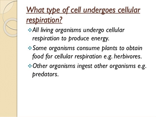CELLULAR RESPIRATION FOR GRADE 12