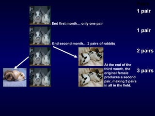 Pairs 1 pair 1 pair 2 pairs 3 pairs End second month… 2 pairs of rabbits At the end of the third month, the original female produces a second pair, making 3 pairs in all in the field.   End first month… only one pair   