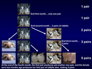 Pairs 1 pair 1   pair 2 pairs 3 pairs End third month… 3 pairs 5 pairs End first month… only one pair   End second month… 2 pairs of rabbits At the end of the fourth month, the first pair produces yet another new pair, and the female born two months ago produces her first pair of rabbits also, making 5 pairs.   