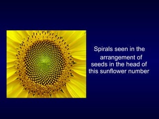 Spirals seen in the  arrangement of seeds in the head of this sunflower number 