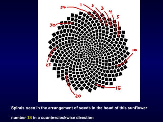 Spirals seen in the arrangement of seeds in the head of this sunflower number  34  in a counterclockwise direction   