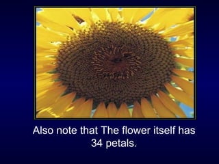 Also note that The flower itself has 34 petals. 