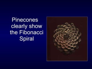 Pinecones clearly show the Fibonacci Spiral 
