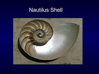 Nautilus Shell 