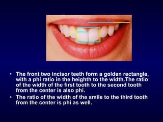 The front two incisor teeth form a golden rectangle, with a phi ratio in the heighth to the width.The ratio of the width of the first tooth to the second tooth from the center is also phi. The ratio of the width of the smile to the third tooth from the center is phi as well. 