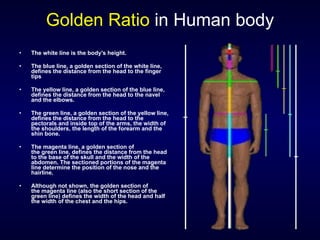 Golden Ratio   in Human body The white line is the body's height. The blue line, a golden section of the white line, defines the distance from the head to the finger tips The yellow line, a golden section of the blue line, defines the distance from the head to the navel and the elbows. The green line, a golden section of the yellow line, defines the distance from the head to the pectorals and inside top of the arms, the width of the shoulders, the length of the forearm and the shin bone. The magenta line, a golden section of the green line, defines the distance from the head to the base of the skull and the width of the abdomen. The sectioned portions of the magenta line determine the position of the nose and the hairline. Although not shown, the golden section of the magenta line (also the short section of the green line) defines the width of the head and half the width of the chest and the hips. 