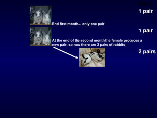 Pairs 1 pair 1 pair 2 pairs End first month… only one pair   At the end of the second month the female produces a new pair, so now there are 2 pairs of rabbits 