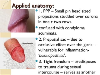 Applied anatomy:Applied anatomy:
1. PPP – Small pin head sized
projections studded over corona
in one r two rows.
confused with condyloma
acuminata.
2. Preputial sac – due to
occlusive effect over the glans –
vulnerable for inflammation-
‘balanoposthitis’.
3. Tight frenulum – predisposes
to trauma during sexual
intercourse – serves as another
 