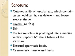 Scrotum:Scrotum:
Cutaneous fibromuscular sac, which contains
testes, epididymis, vas deferens and loose
areolar tissue.
Layers: (o  i)
Skin
Dartos muscle – is prolonged into a median
vertical septum b/n the 2 halves of the
scrotum.
External spermatic fascia.
Cremasteric muscle and fascia.
 